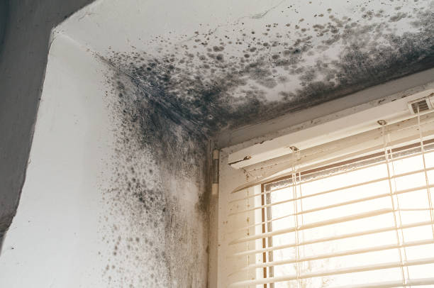 Affordable Mold Remediation solutions in DeWitt, MI
